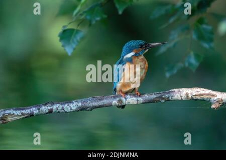 Magnifique oiseau de Kingfisher bleu, mâle de Common Kingfisher, assis sur une branche, profil arrière. Banque D'Images
