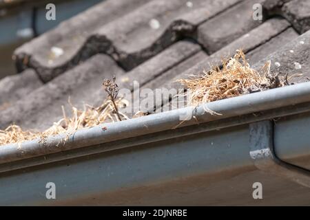 Gutter clogged with grass and leafs, poor maintenance. Plumber needed. Stock Photo