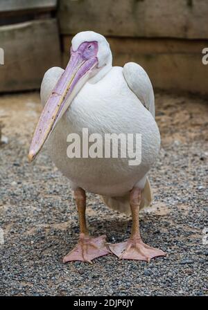 Oiseau américain blanc Pelican - Pelecanus erythrorhynchos Banque D'Images