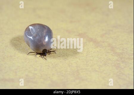 Tique de haricot de ricin (Ixodes ricinus) plein de sang rampant sur un sol Banque D'Images