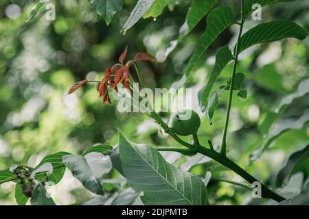 Walnut tree, juglans regia, branch, leaves, fruits, Stock Photo