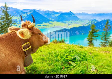 Portrait de la vache brune avec cornes dans la prairie alpine le long du chemin de fer de Rigi-Scheidegg qui regarde les Alpes suisses, la vallée de Schwyz, le lac de Lucerne. Unterstetten Banque D'Images
