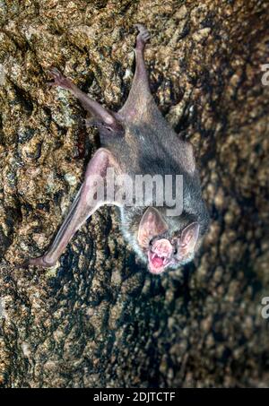 Chauve-souris vampire commune (Desmodus rotundus) accrochée dans une grotte. Banque D'Images