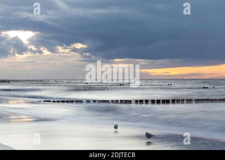 Mer Baltique, côte Baltique, mer, plage, vagues, groynes, pieux, soirée, coucher de soleil, mouettes, Banque D'Images