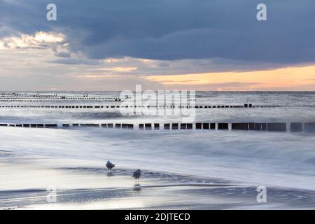 Mer Baltique, côte Baltique, mer, plage, vagues, groynes, pieux, soirée, coucher de soleil, mouettes, Banque D'Images