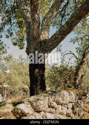 Arbre de liège récolté au Portugal Banque D'Images