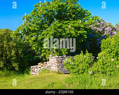 Europe, Suède, Smaland, île d'Öland, buissons et haies à fleurs de lilas Banque D'Images