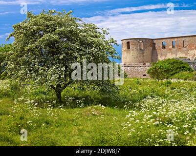 Europe, Suède, Smaland, île d'Öland, ruines du château de Borgholm, frêne de montagne en fleurs Banque D'Images