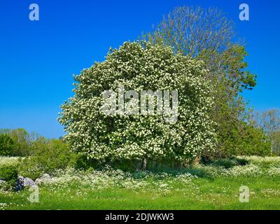 Europe, Suède, Smaland, île d'Öland, whitebeam suédois en fleurs (Sorbus intermedia), prés de sel, mur de pierre, côte est Banque D'Images