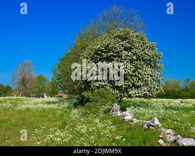 Europe, Suède, Smaland, île d'Öland, whitebeam suédois en fleurs (Sorbus intermedia), prés de sel, mur de pierre, côte est Banque D'Images