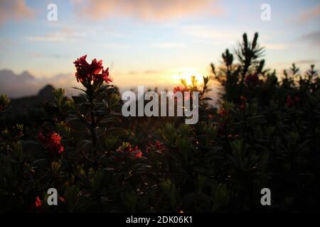 Rose alpine, coucher de soleil sur le Gamsanger Banque D'Images