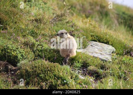 Alpine marmot (Marmota marmota) in natural habitat, Seceda, Dolomites, South Tyrol, Italy Stock Photo