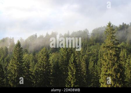 Mixed forest with fog near Mittenwald Stock Photo