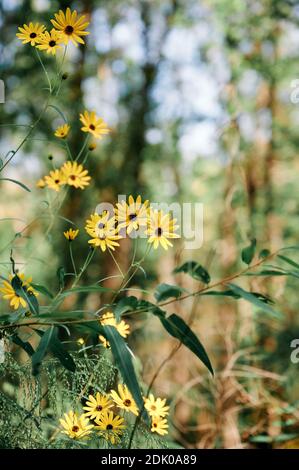 Tall Coreopsis or tall yellow wild daisy, sometimes called tickseed, growing in the Alabama, USA woods. Stock Photo