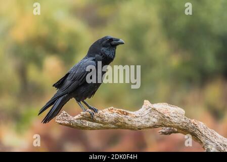 corvus raven Banque D'Images