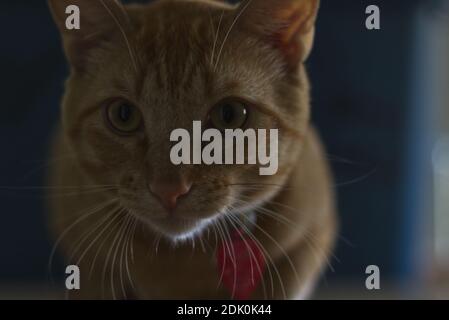 Un chat nommé Beans Banque D'Images