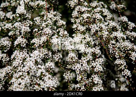 Le Symphyotrichum ericoides, connu sous le nom d'aster blanc, d'aster gelé ou d'aster de heath, est une espèce de plante à fleurs de la famille des Asteraceae, Banque D'Images