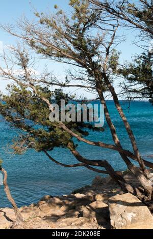 Rochers, falaises, baie près d'Orosei en Sardaigne avec pins et mer bleue Banque D'Images