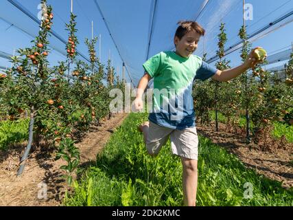 Le garçon traverse un verger avec une pomme fraîchement cueillies Banque D'Images