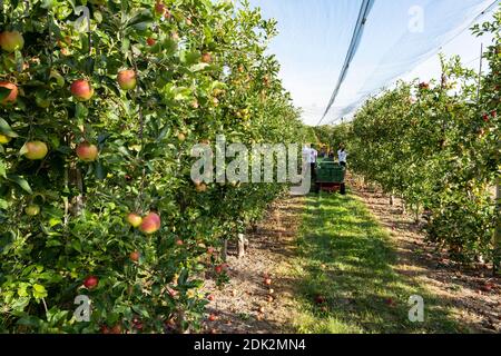 Apple orchard, harvest time Banque D'Images