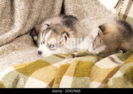 très petits chiots husky. avec un nez noir et des yeux bleus. ils sont assis sur une couverture texturée vert clair. sur la grande chaise. copyspace Banque D'Images