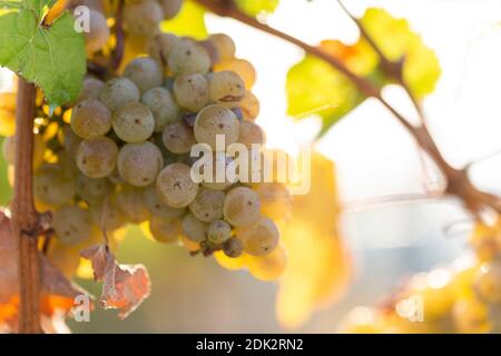 Vignoble le soir léger, raisins mûrs, gros plan Banque D'Images