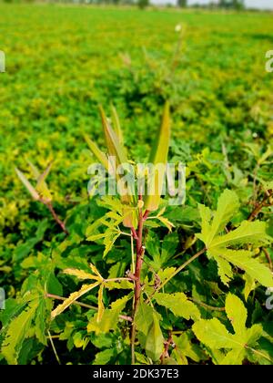 Jeune okra vert sur arbre dans jardin potager, plante Okra poussant dans le jardin, lady finger Farming, Bhindi. Banque D'Images