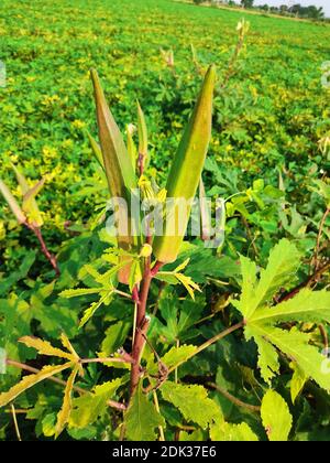 Jeune okra vert sur arbre dans jardin potager, plante Okra poussant dans le jardin, lady finger Farming, Bhindi. Banque D'Images