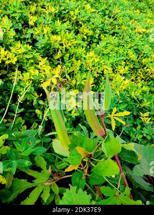 Jeune okra vert sur arbre dans jardin potager, plante Okra poussant dans le jardin, lady finger Farming, Bhindi. Banque D'Images