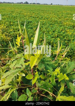 Jeune okra vert sur arbre dans jardin potager, plante Okra poussant dans le jardin, lady finger Farming, Bhindi. Banque D'Images