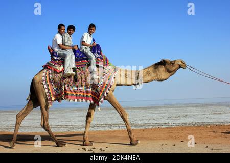 Ecoliers équitation de chameau, Grand Rann de Kutch, Gujarat, Inde Banque D'Images