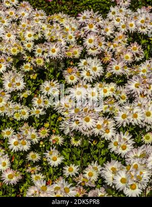 Arrière-plan de l'automne blanc aster fleurs avec jaune dans le au milieu d'un lit de fleur dans un jardin éclairé par un soleil éclatant Banque D'Images