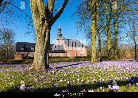 Allemagne, Schleswig-Holstein, ville de Husum, Krokusbluete dans le parc du château Banque D'Images