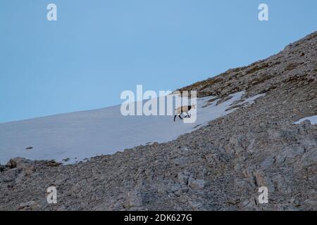 La chamoise dans les montagnes couvertes de neige Banque D'Images