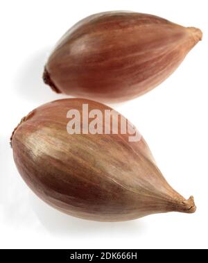 Shalott, Allium escalonicum against White Background Banque D'Images