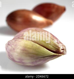 Shalott, Allium escalonicum against White Background Banque D'Images