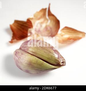 Shalott, Allium escalonicum against White Background Banque D'Images