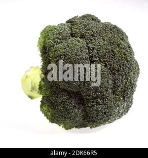 Le Brocoli Chou, Brassica oleracea against White Background Banque D'Images