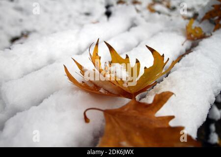 feuille de chêne dans la neige, macro gros plan Banque D'Images