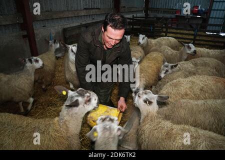 Le fermier Thomas Carrick, 37 ans, de Carrick T and son tend à son troupeau de moutons à High Crossgill Farm à Alston Moor, Cumbria. Avec un Brexit sans accord le 1er janvier, l'agneau britannique serait confronté à des droits de douane de 48 pour cent, ce qui le rendrait excessivement coûteux pour les clients en Europe. La valeur des 2,000 moutons Swaledale et Leicester de la famille Carrick pourrait chuter d'un tiers. Banque D'Images