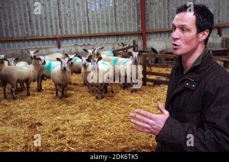 Le fermier Thomas Carrick, 37 ans, de Carrick T and son tend à son troupeau de moutons à High Crossgill Farm à Alston Moor, Cumbria. Avec un Brexit sans accord le 1er janvier, l'agneau britannique serait confronté à des droits de douane de 48 pour cent, ce qui le rendrait excessivement coûteux pour les clients en Europe. La valeur des 2,000 moutons Swaledale et Leicester de la famille Carrick pourrait chuter d'un tiers. Banque D'Images