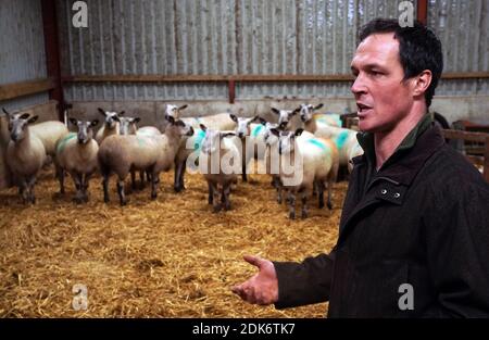 Le fermier Thomas Carrick, 37 ans, de Carrick T and son tend à son troupeau de moutons à High Crossgill Farm à Alston Moor, Cumbria. Avec un Brexit sans accord le 1er janvier, l'agneau britannique serait confronté à des droits de douane de 48 pour cent, ce qui le rendrait excessivement coûteux pour les clients en Europe. La valeur des 2,000 moutons Swaledale et Leicester de la famille Carrick pourrait chuter d'un tiers. Banque D'Images