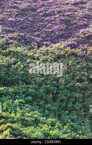 The heathland at Cap Frehel in full bloom. Brittany France Stock Photo