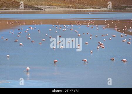 Flamboyance de Flamingos roses broutant à Laguna Hedionda, le lac Saline dans l'Altiplano bolivien, département de Potosi de Bolivie Banque D'Images