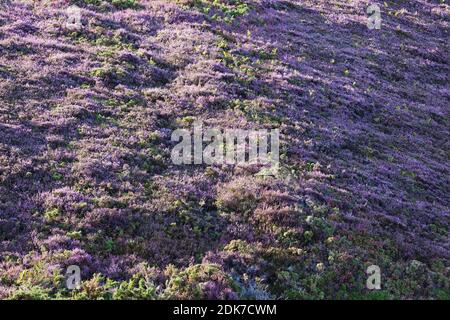 The heathland at Cap Frehel in full bloom. Brittany France Stock Photo