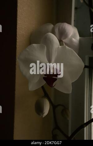 Photographies d'une orchidée mystique poussant dans un pot sur une corniche de fenêtre. Banque D'Images