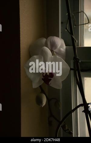 Photographies d'une orchidée mystique poussant dans un pot sur une corniche de fenêtre. Banque D'Images