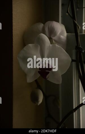 Photographies d'une orchidée mystique poussant dans un pot sur une corniche de fenêtre. Banque D'Images