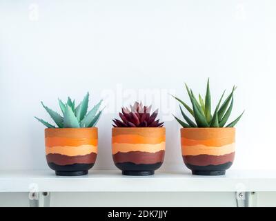 Vert aloe vera et rouge plantes succulentes dans la terre cuite moderne peinte pot sur étagère en bois blanc isolé sur fond blanc mur avec espace de copie. Banque D'Images