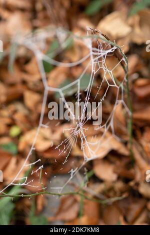 Un matin d'automne : une toile de toile gelée dans la forêt après le premier gel Banque D'Images